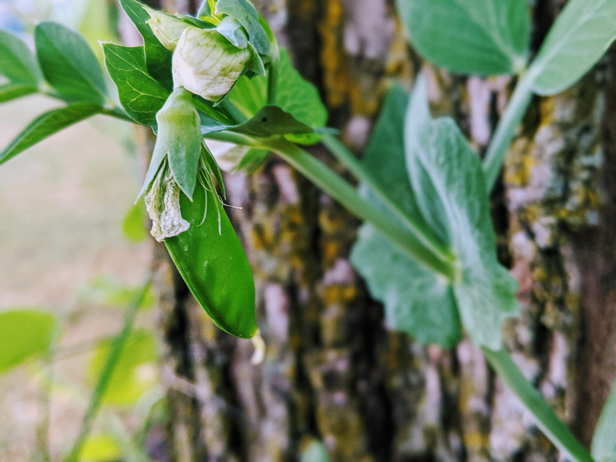 Growing Snow Pea Plants from Seed - Edible Pod pea Trellised to a Tree with Fishing Line