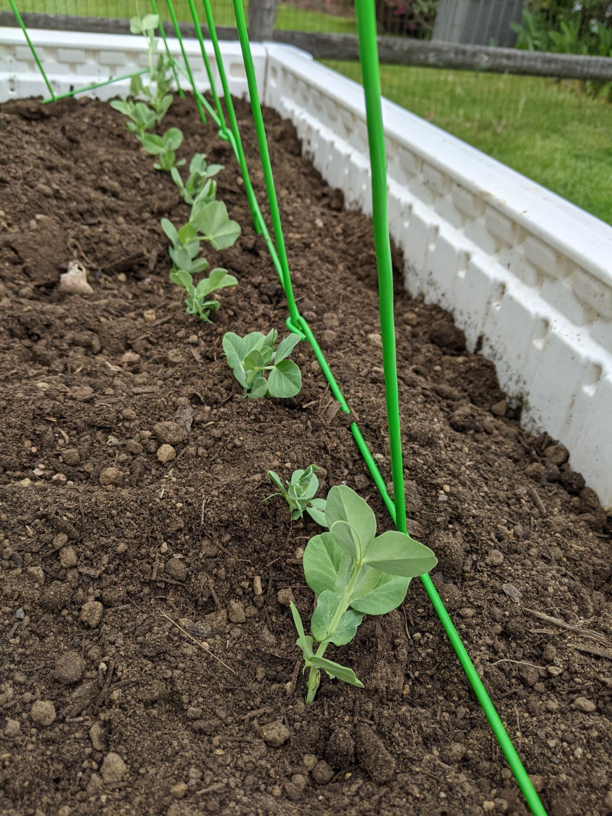 Young snow pea plants growing along a trellis in a raised bed
