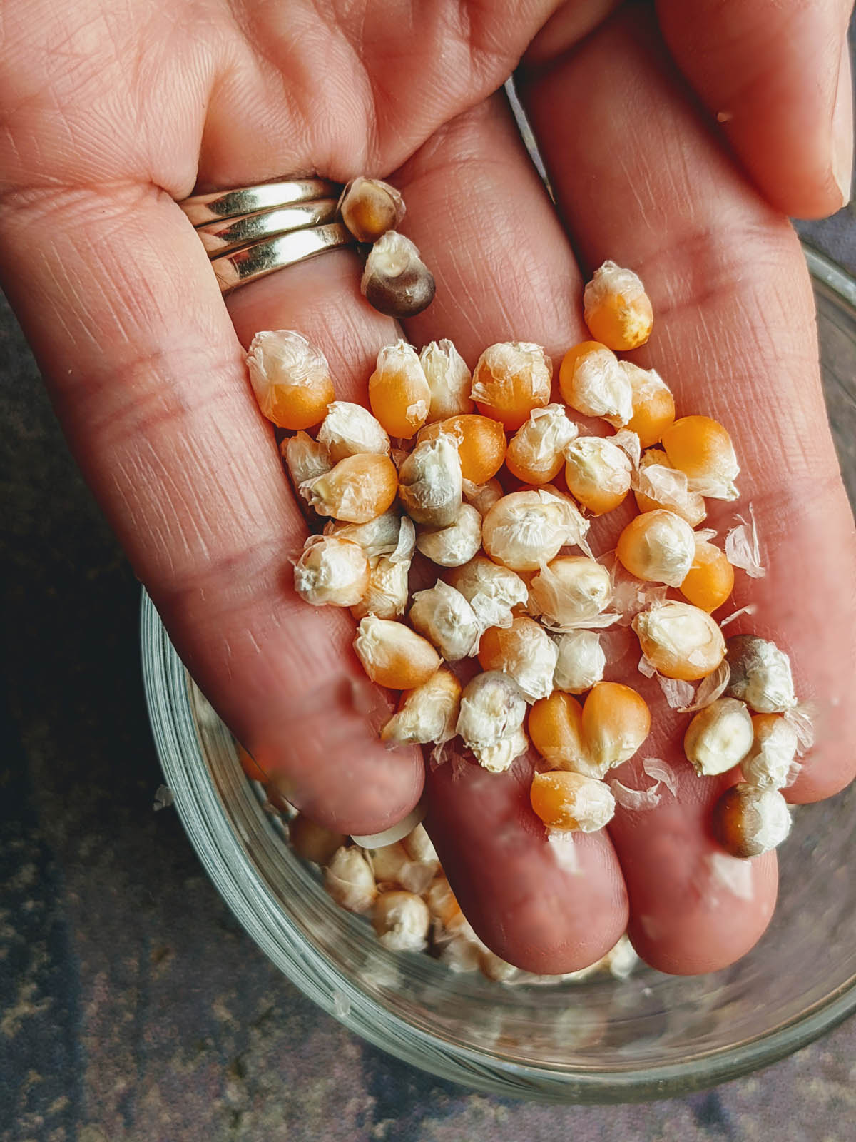 Holding Homegrown Yellow Popcorn Kernels in 2021