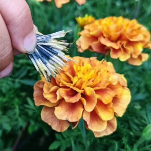 Harvesting Marigold Seeds – Learn How to Save Marigold Seeds