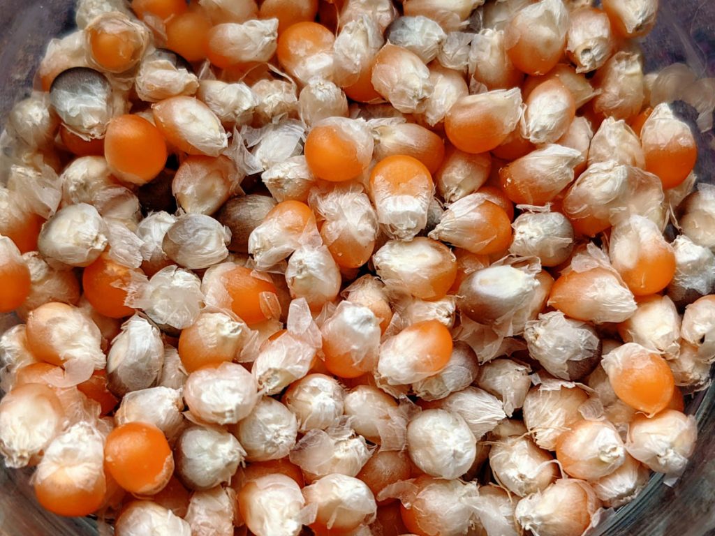 Creme Puff Yellow Hull-less Popcorn Kernels - homegrown in 2021