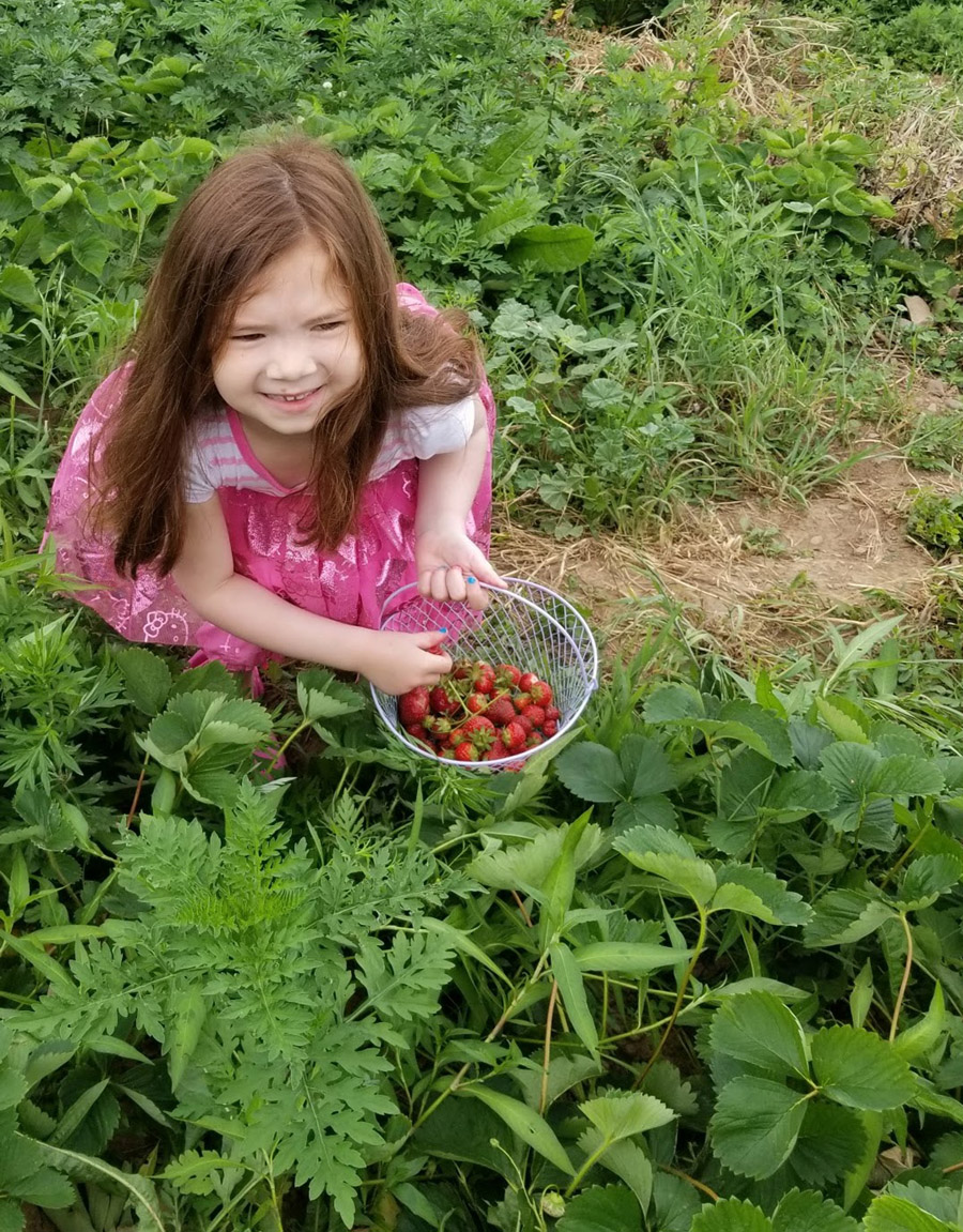 How to pick strawberries with kids - little girl in a strawberry patch