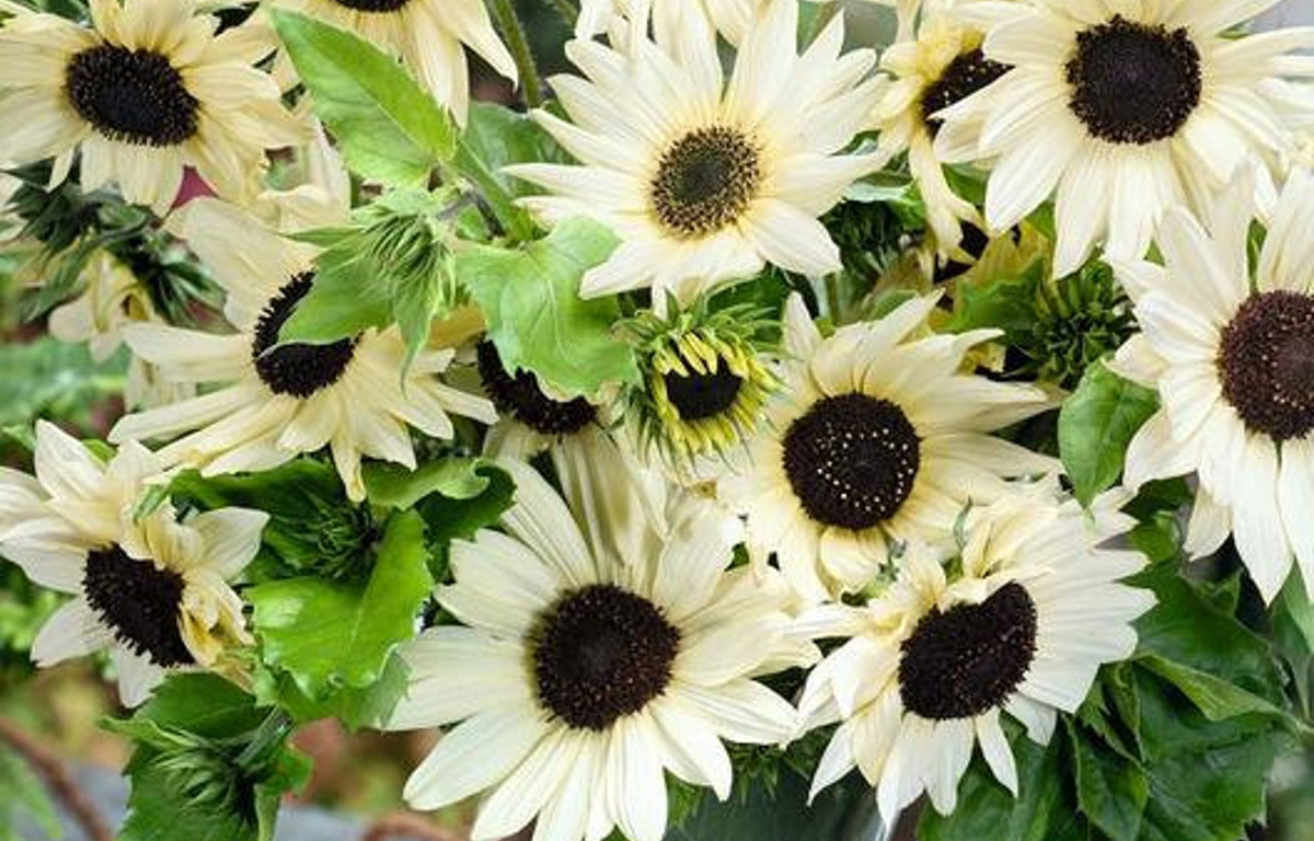 Italian White Sunflowers look so graceful and serene - Available on Etsy at DaisyHeader