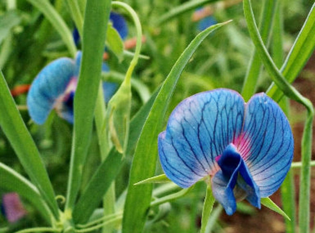 Lathyrus azureus King Tut Blue Sweet Pea Rare Seeds! Available on Etsy from LeJardinStore
