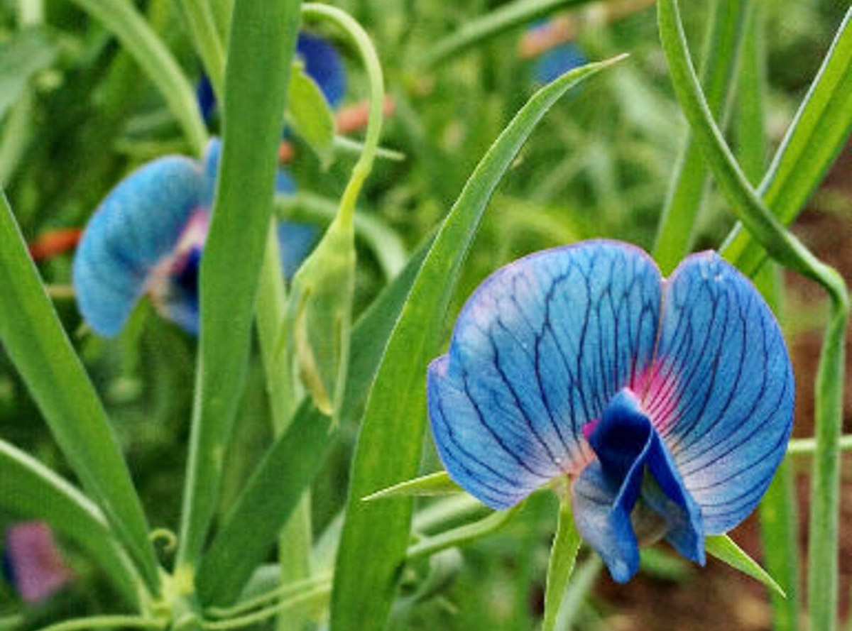 Lathyrus azureus King Tut Blue Sweet Pea Rare Seeds! Available on Etsy from LeJardinStore 