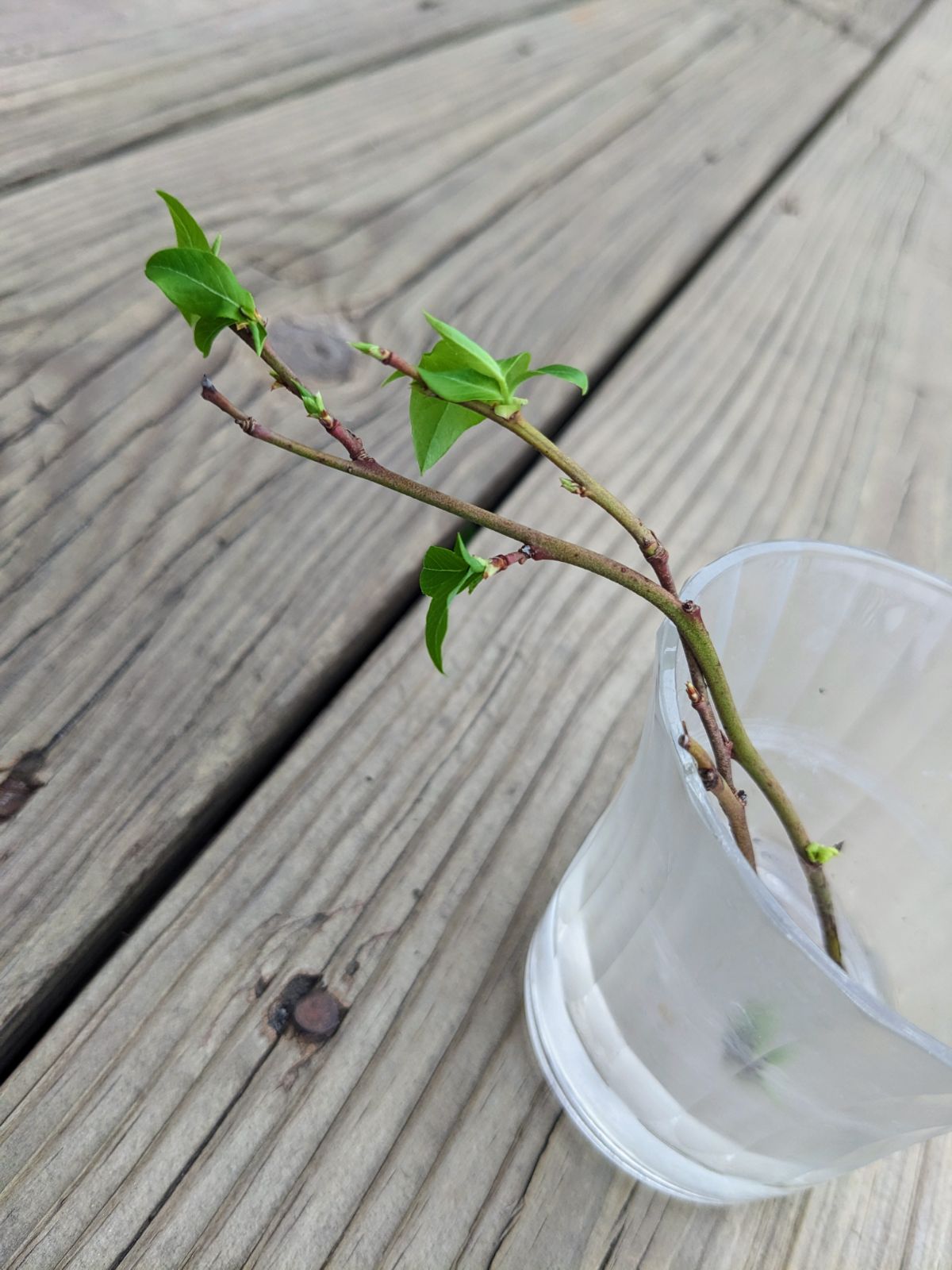 Blueberry Cuttings in glass jar on wooden deck