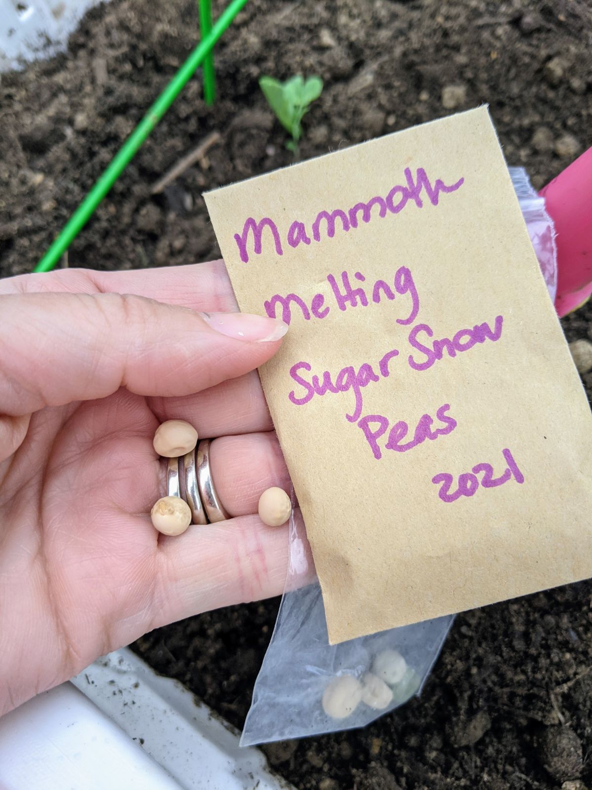 Direct Sowing Mammoth Melting Snow pea seeds 