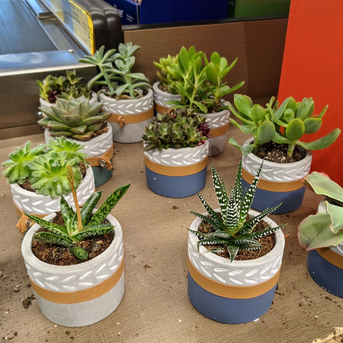 Lots of little succulents in blue, white, gray, and tan pots at Aldi in January 2022