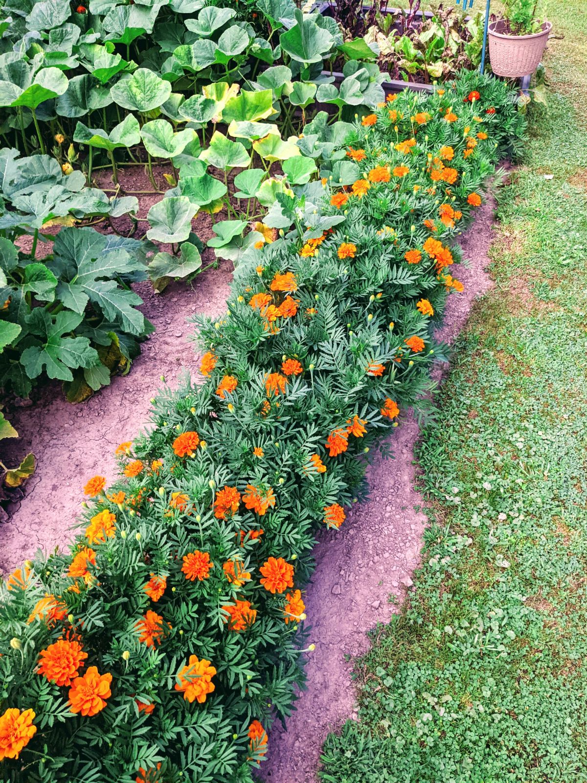 Natural border of marigold companion plants in veggie garden