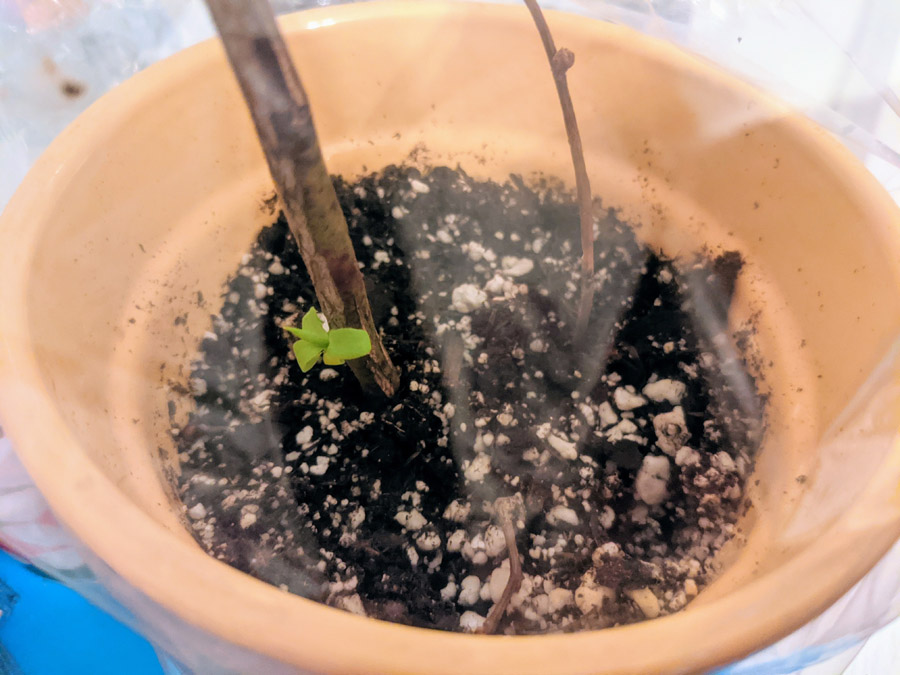 New Blueberry Leaf Growing on Blueberry Powder Blue Cuttings