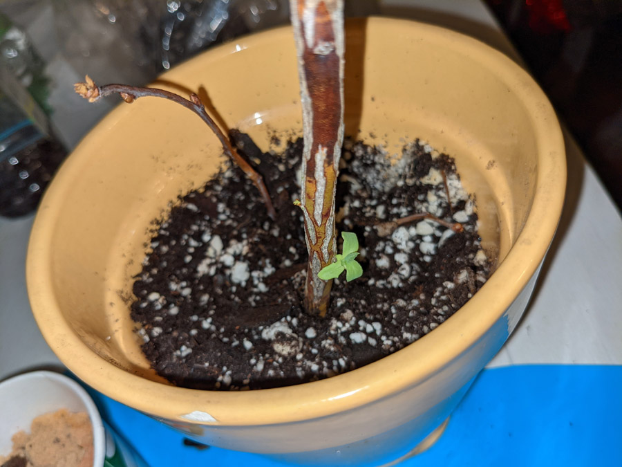 New Blueberry Leaves Growing on Powder Blue Blueberry Cuttings in a Yellow Flower Pot