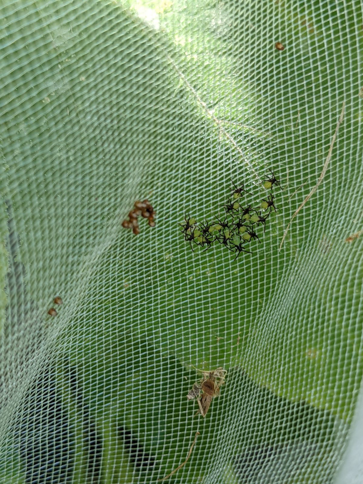 Newly hatched squash bugs congregating inside insect netting designed to prevent infestation.