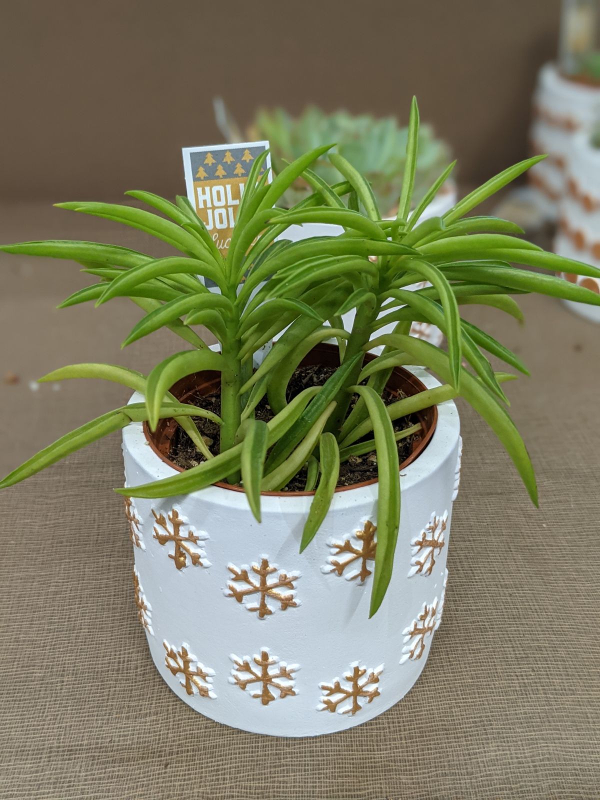Snowflake pot succulent looks like a palm tree, purchased at Aldi in December 2021