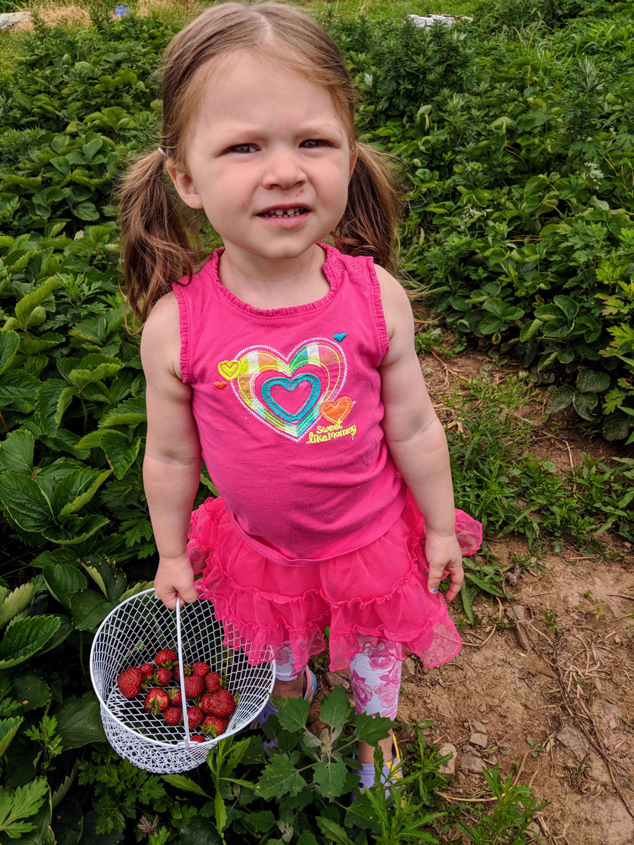 How to Pick Strawberry Fruit with Toddlers - Little Girl in Pink with a Basket of Fresh-picked Strawberries