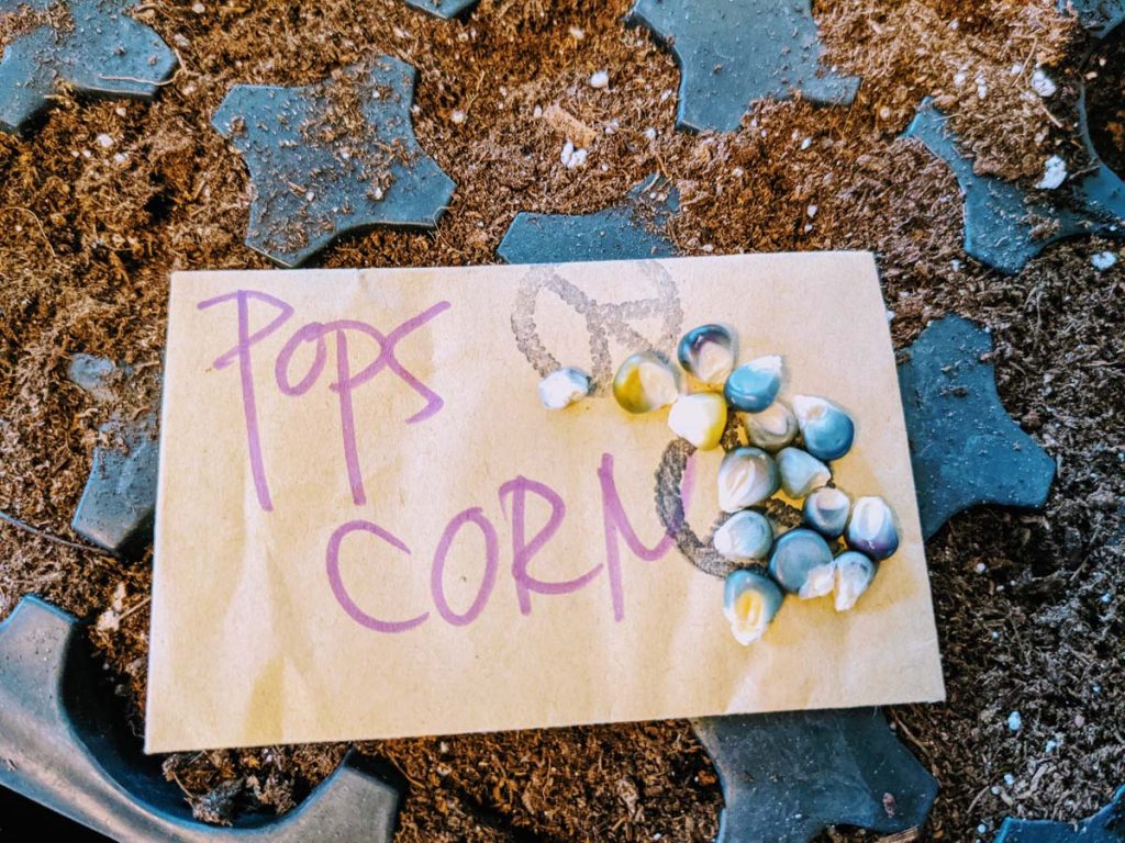 Popcorn Seeds ready for planting on top of a soil tray