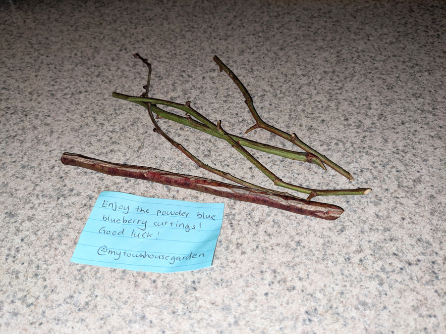 Propagating Blueberries from Cuttings - Sticks of Power Blue Blueberries with Gardening Note