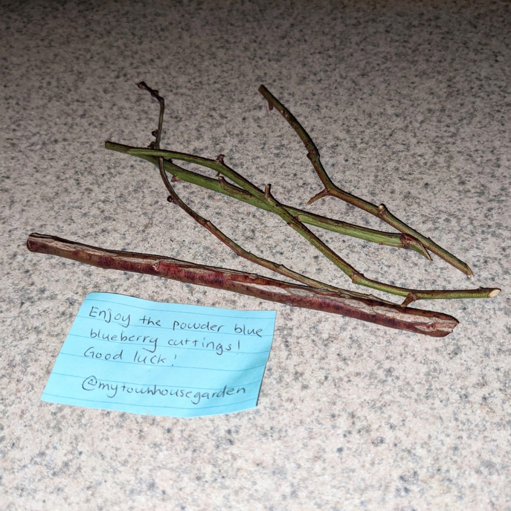 Propagating Blueberries from Cuttings - Sticks of Power Blue Blueberries with Gardening Note