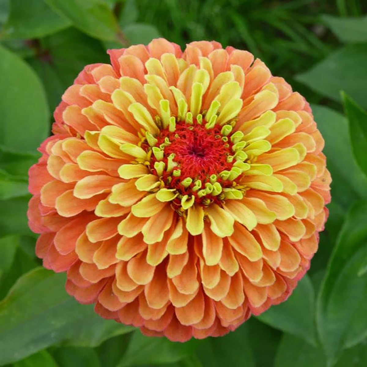 Queen Lime Orange Zinnia - Available on Etsy from ArcadiaSampleSeeds