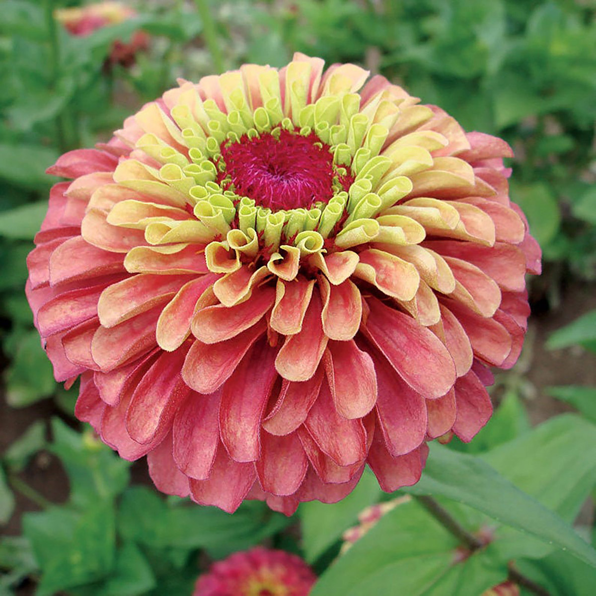 Queen Red Lime Zinnia - Available on Etsy from ArcadiaSampleSeeds