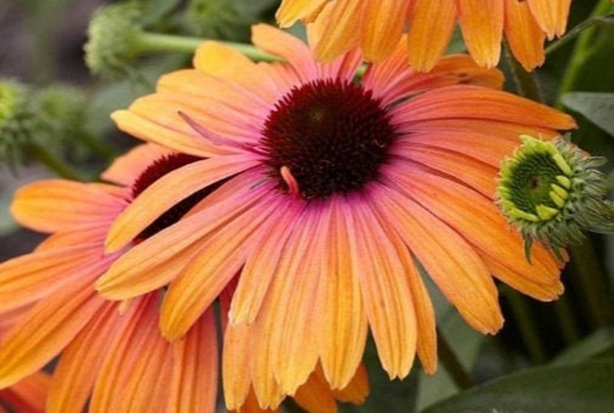 Rainbow Marcella Coneflower - pink and orange echinacea - available on Etsy from WildRoseSeeds