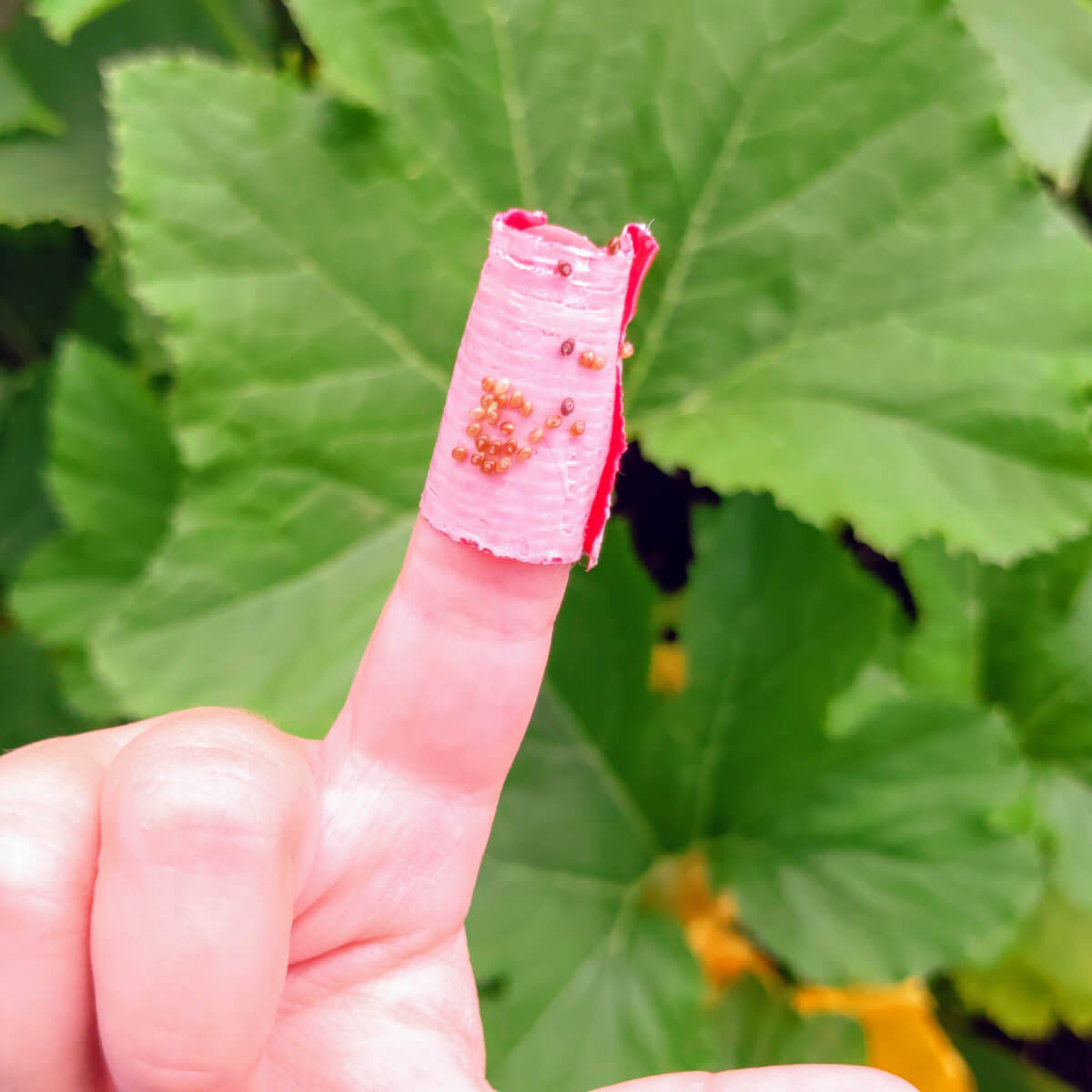 Duct tape on finger - Removing squash bug eggs with tape - natural pest control