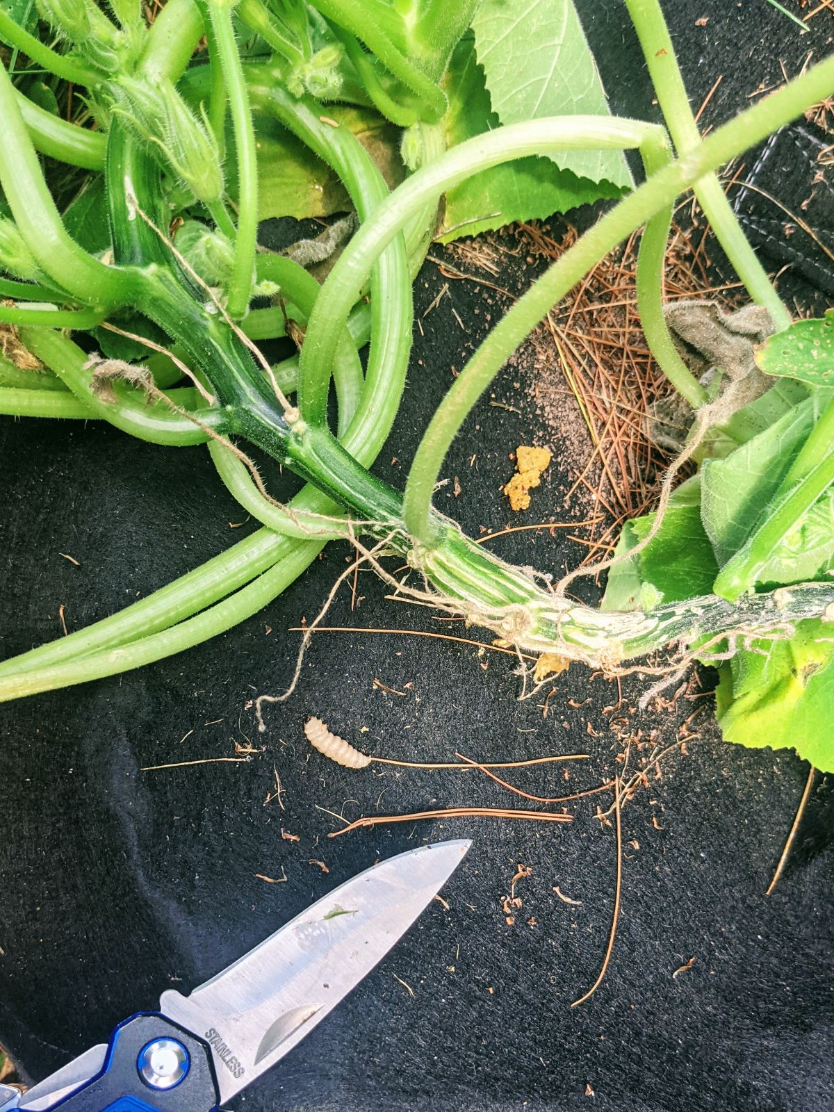 SVB - Squash vine borer worm outside of the stem, surgically removed by a knife from a zucchini plant in a black grow bag