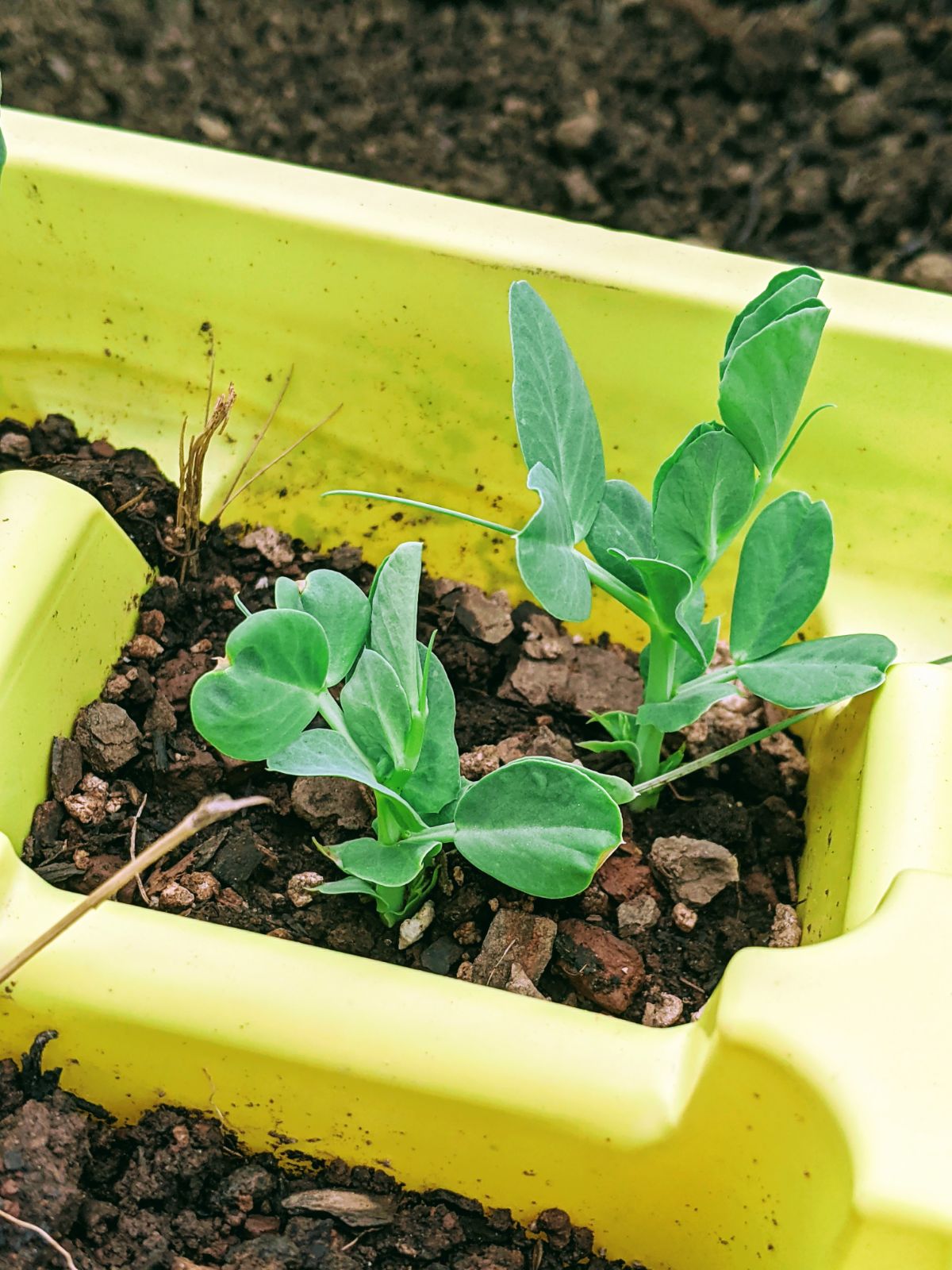 Two snow pea seedlings in a yellow plant tray