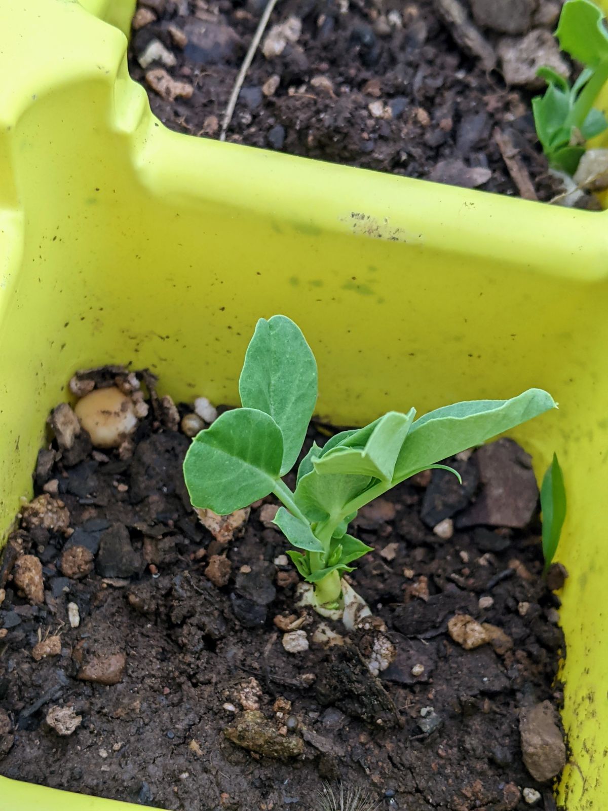 Snow pea seedling growing in a yellow container, ready for transplant