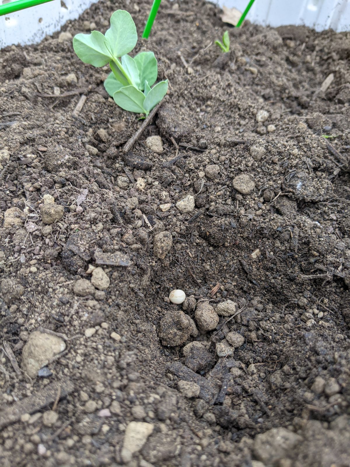 Seedling and seed of snow pea plant