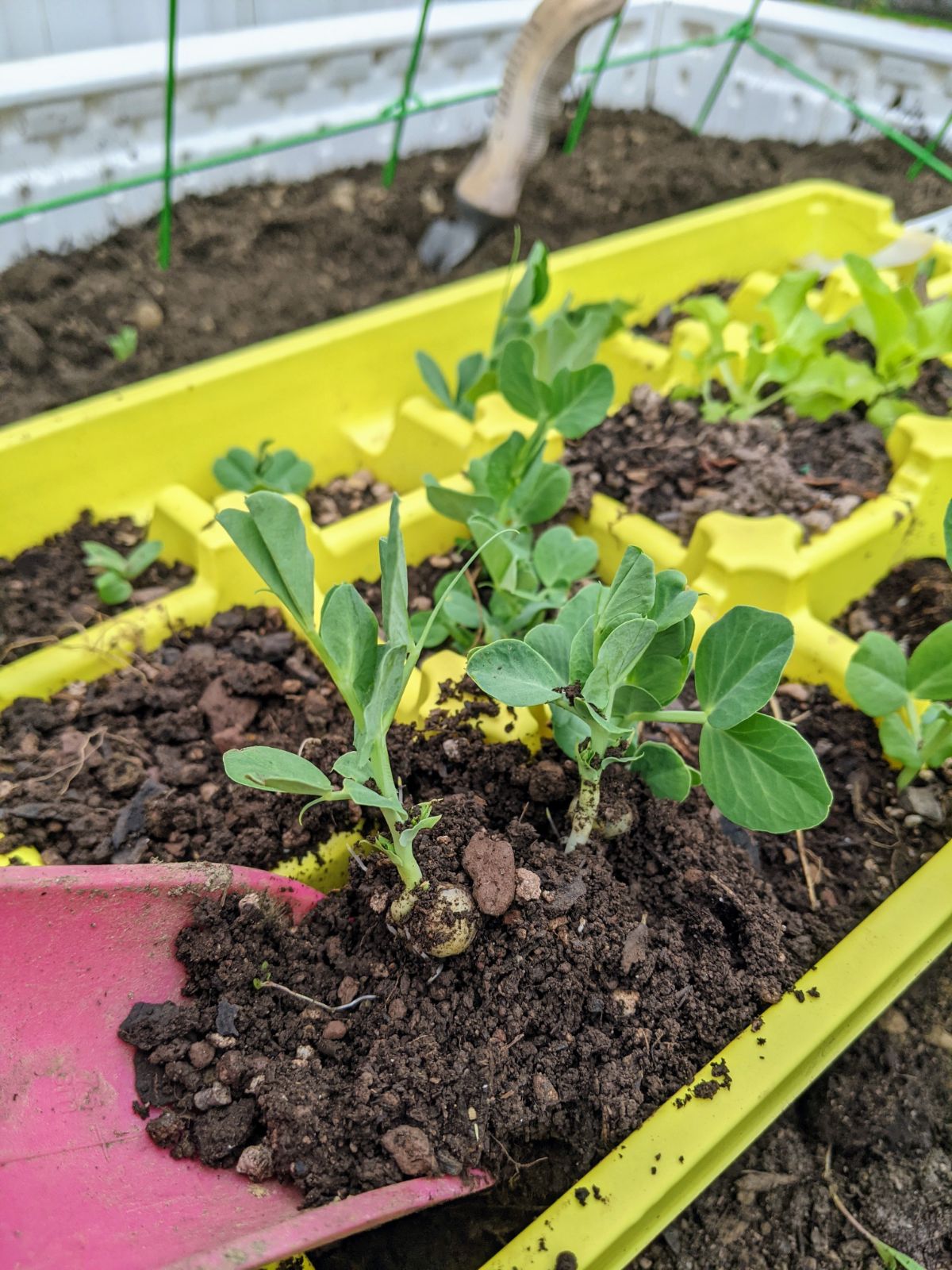 Snow pea seedlings on a pink shovel in a  yellow planting tray