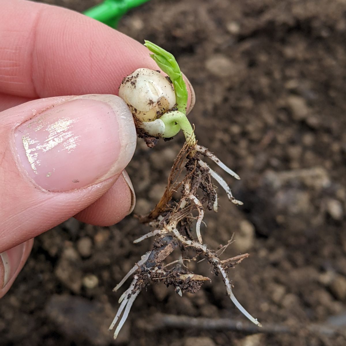 Hand holding sprouted snow pea seed with long white roots