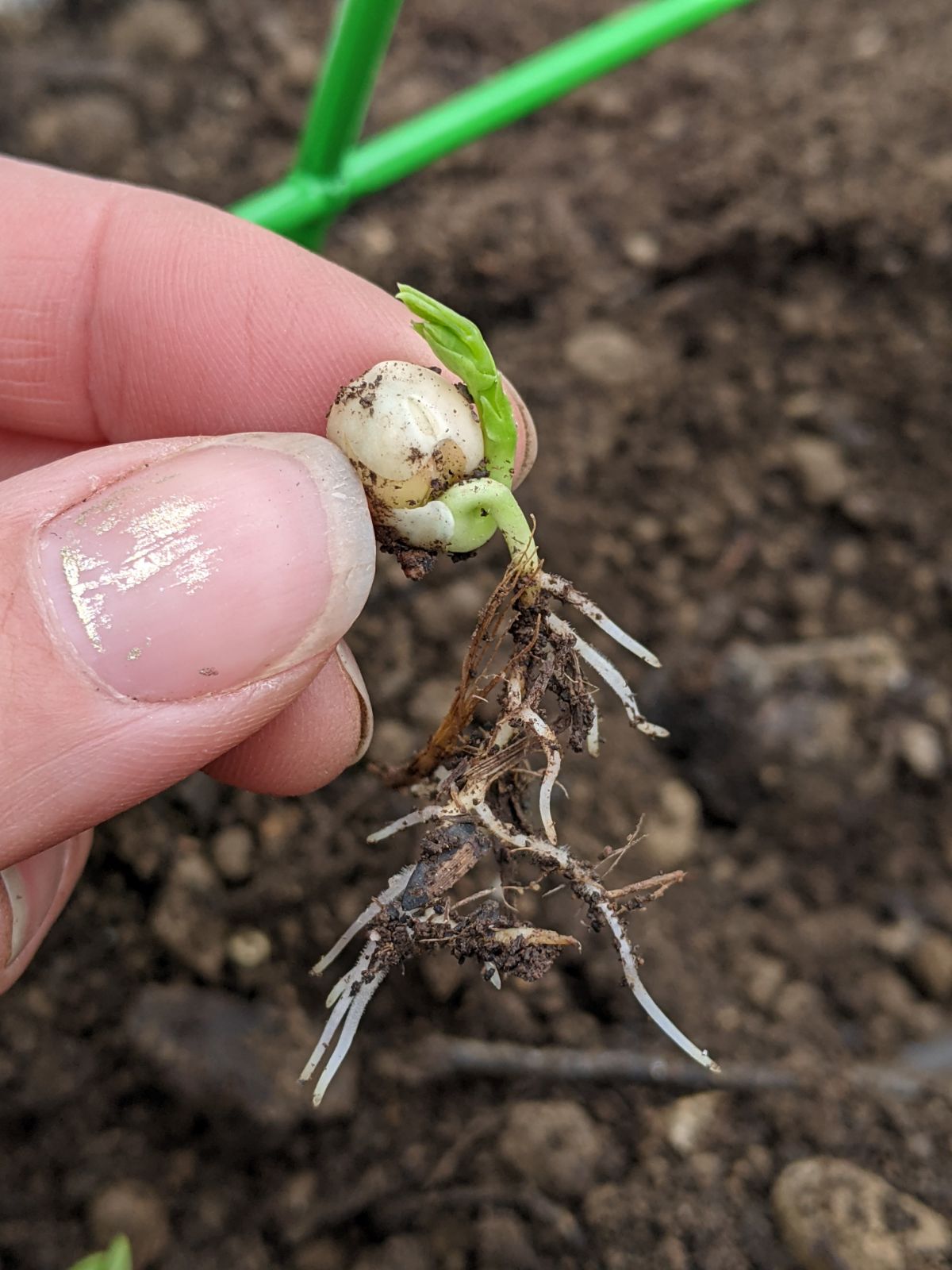 Hand holding sprouted snow pea seed with long white roots