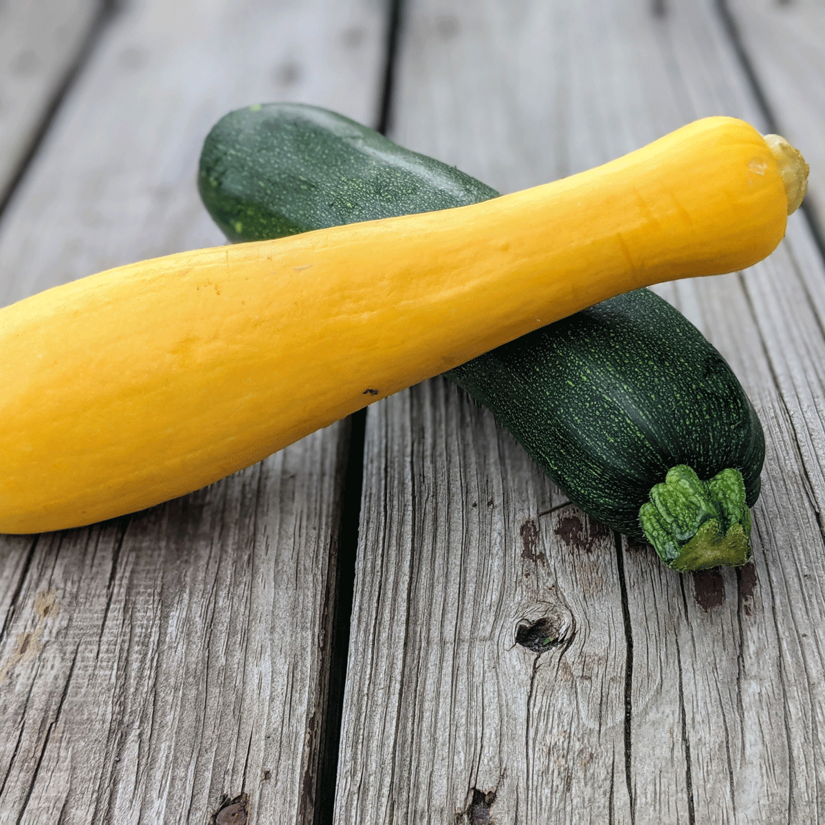 How to Defeat Squash Vine Borer - Photo of Yellow Summer Squash and Green Zucchini