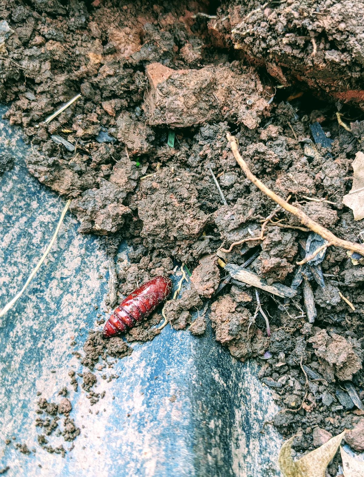 Reddish brown squash vine borer pupae on a shovel with soil