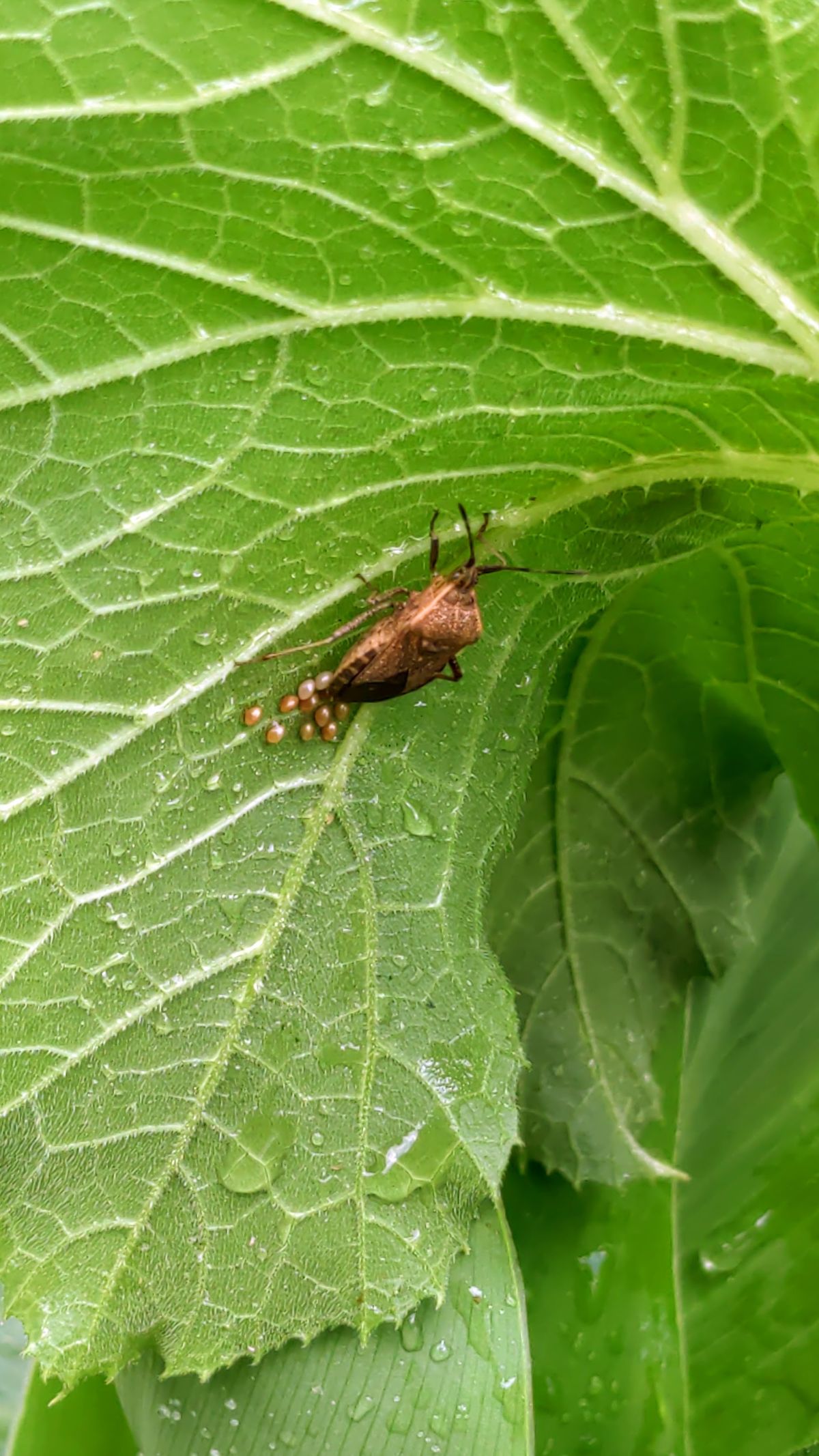 An adult squash bug lays eggs on the underside of a zucchini leaf.