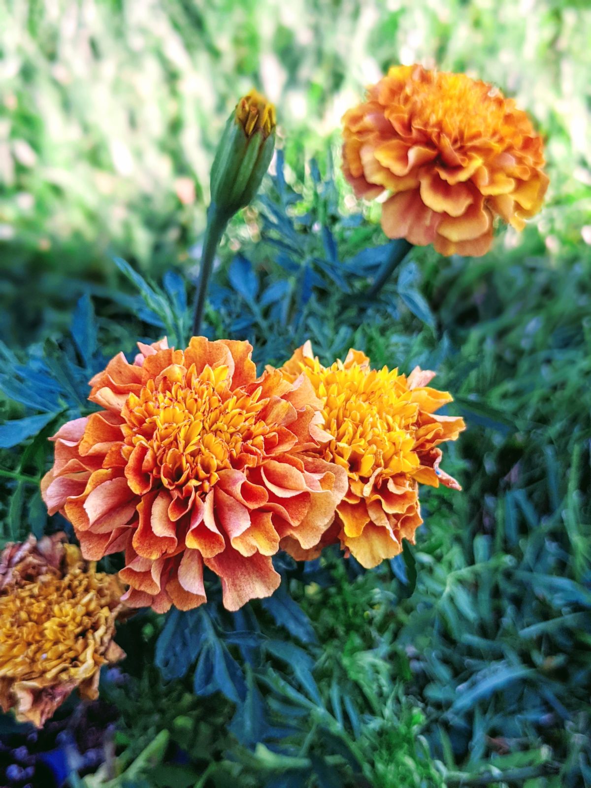 Strawberry blonde marigolds blooming