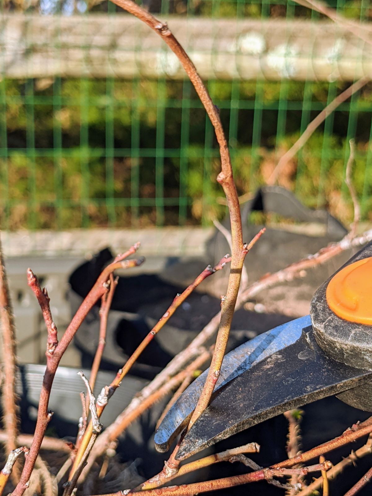 Pruning shears clipping blueberry cuttings at a 45-degree angle