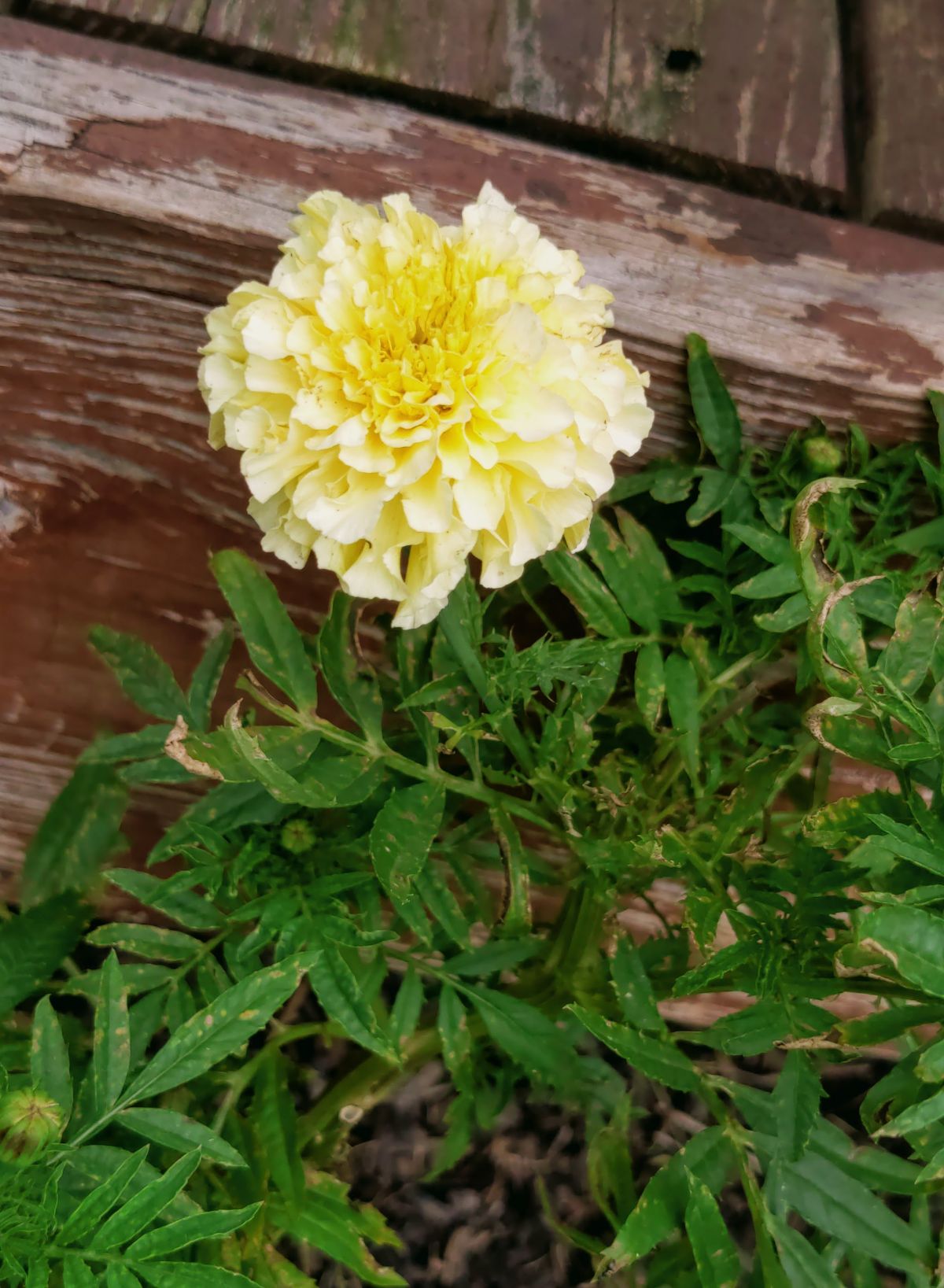 Pale yellow large blossom "vanilla" marigold