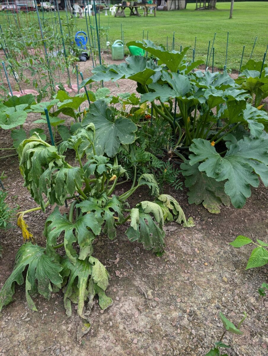 Zucchini plants side by side with one infested with vine borers and one healthy zucchini plant