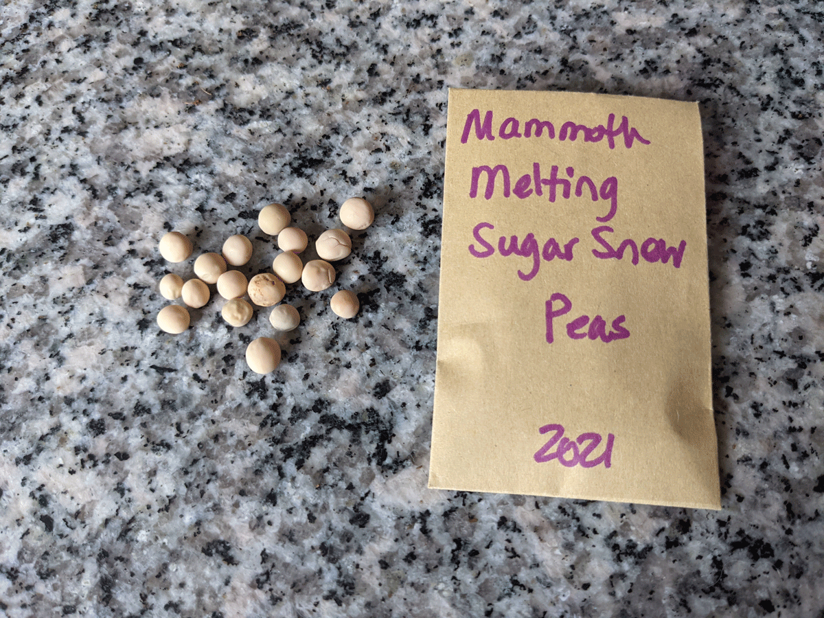 What Do Snow Pea Seeds Look Like? These Mammoth Melting Snow Peas are on a granite table next to the packet.