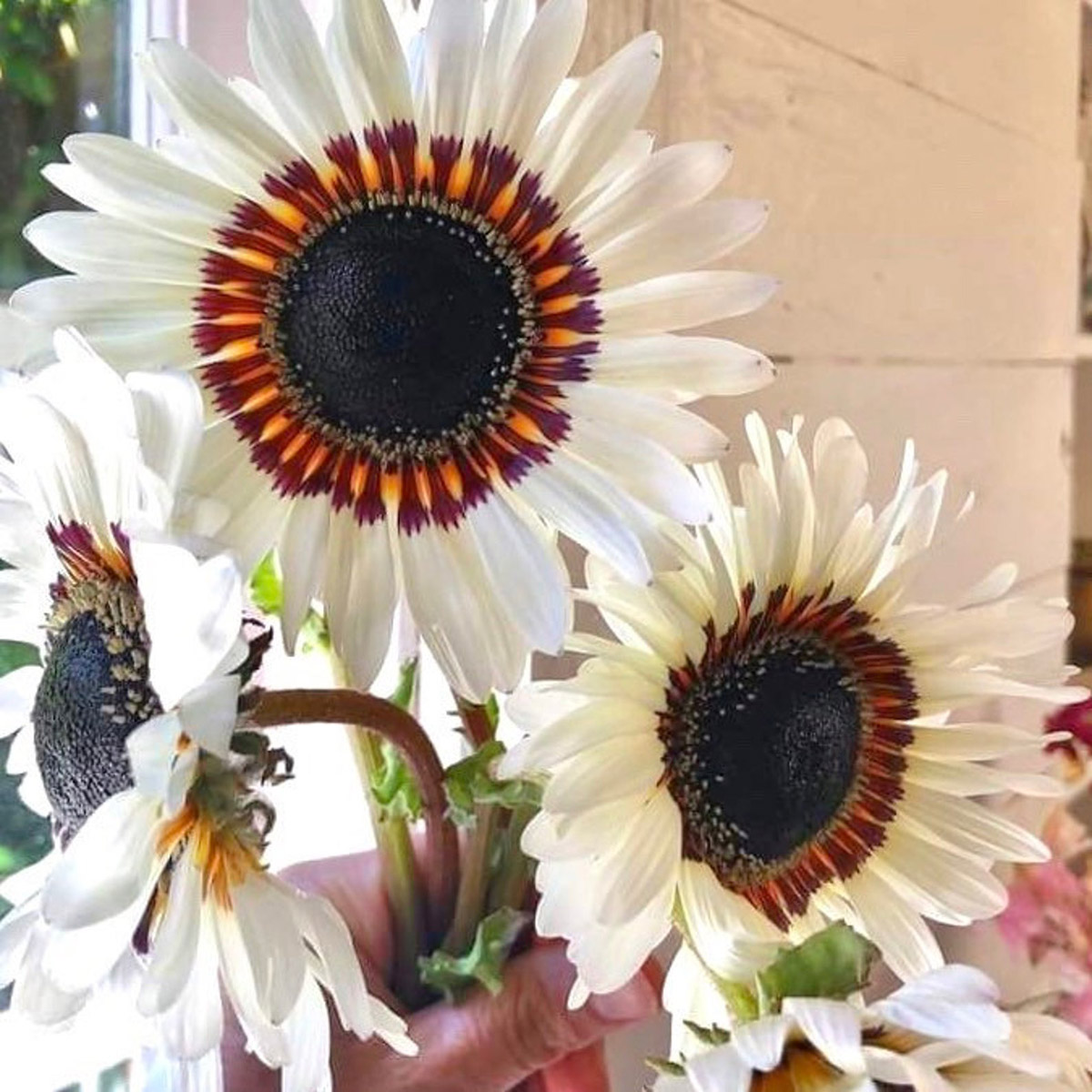 Zulu Prince Daisy Flower Seeds Available at Etsy from Zillysgarden