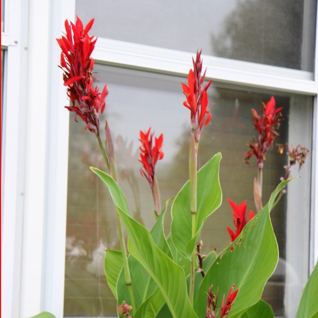 Canna Lily Seeds grow into beautiful tropical perennial flowers. Red Canna Indica by a window.