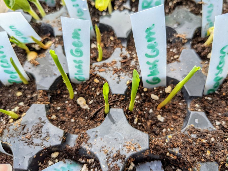 Glass Gem Corn Seedlings - Going to Be Popcorn Eventually!