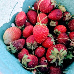How to Pick Strawberries