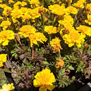 The Best Marigold Companion Plants