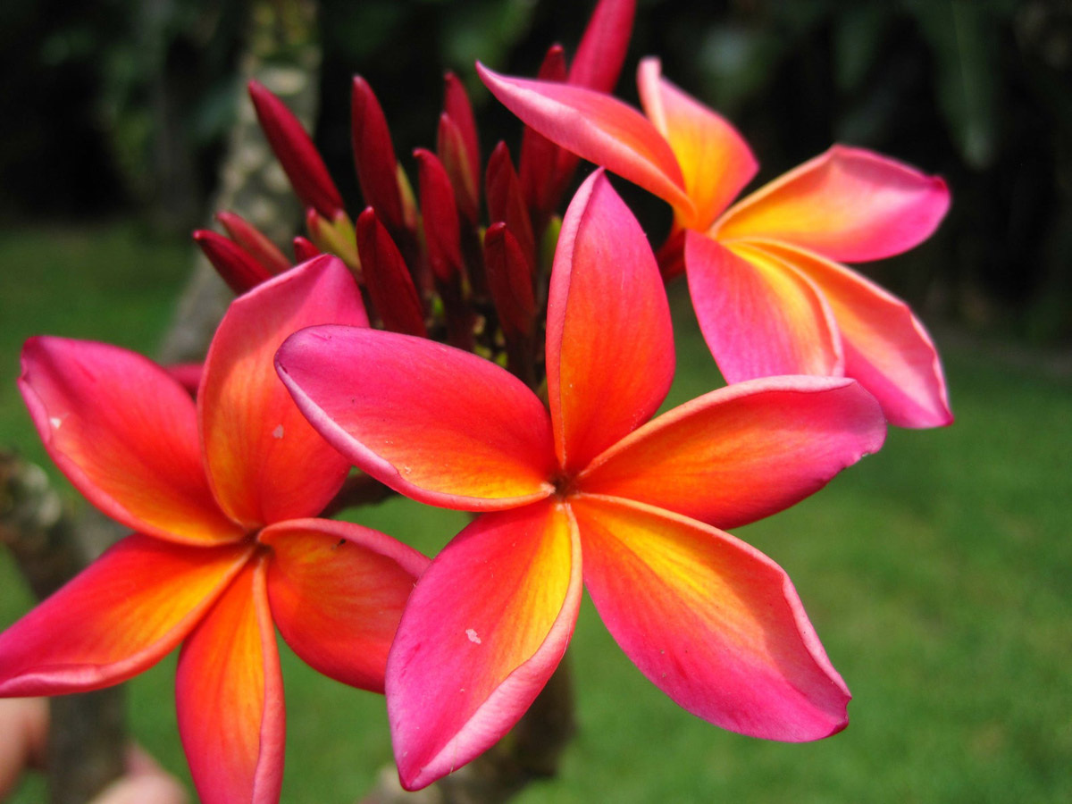Gorgeous Plumeria Flowers - Tropical Blooms of Hawaii, Available as cuttings on Etsy from HawaiianCuttings