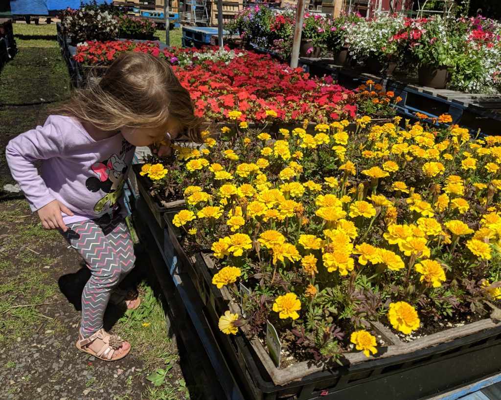 Little Girl Smelling Marigolds at a Farm Stand - Marigold Plant Companions