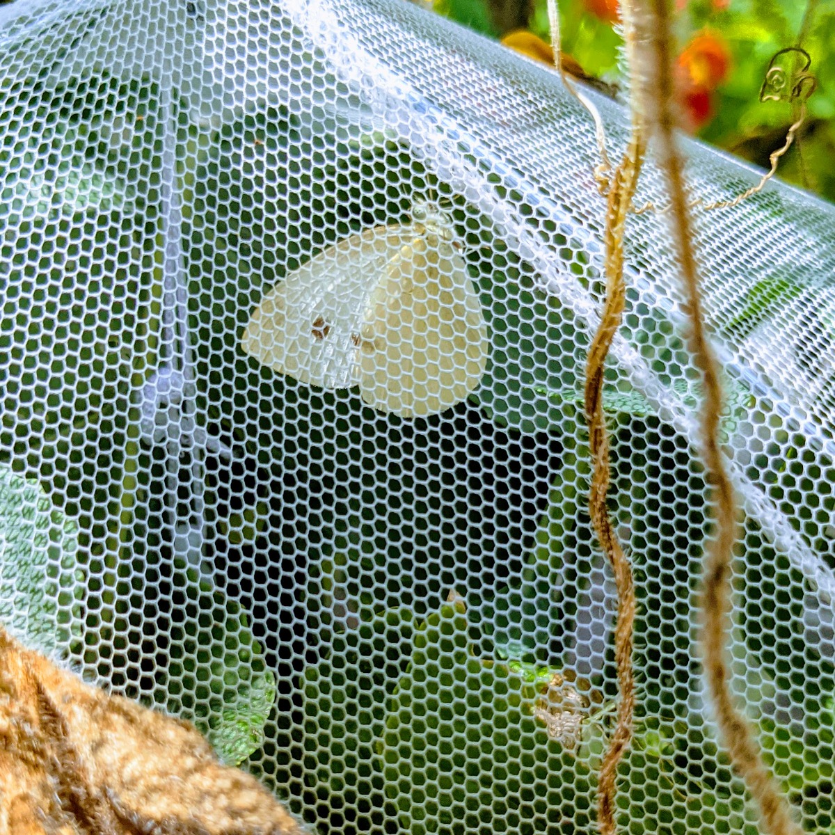 Cabbage Moth inside insect netting with broccolini