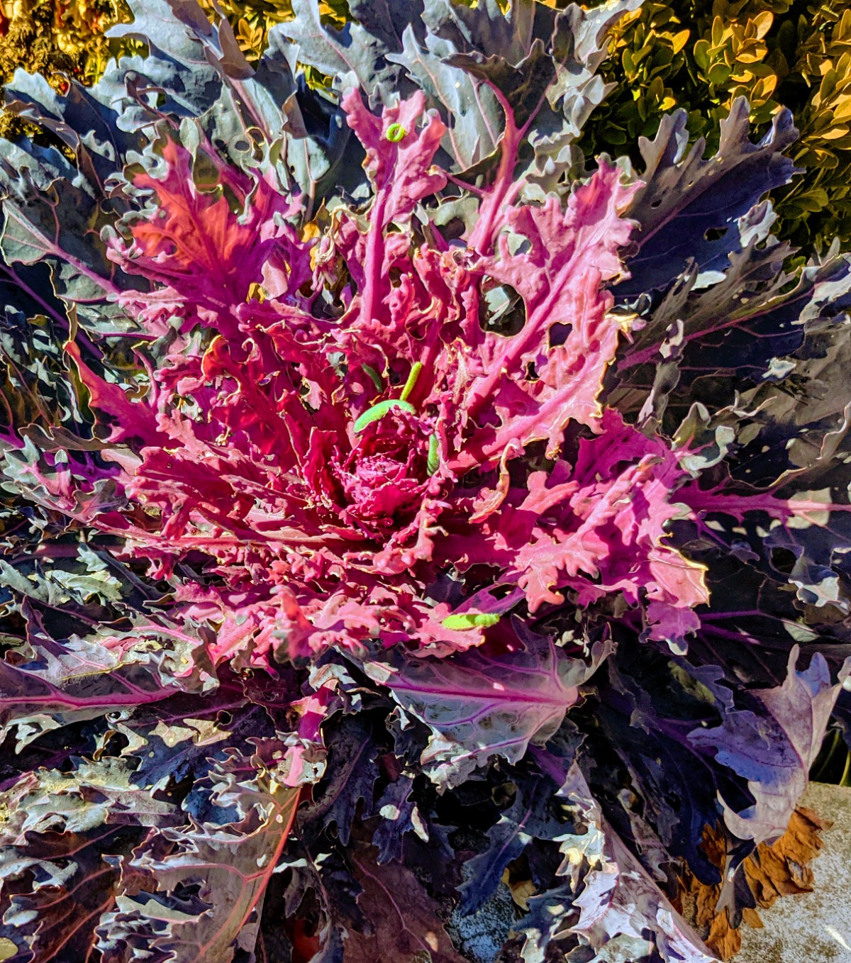 Cabbage Worms on an ornamental cabbage or kale plant in Quakertown in 2021