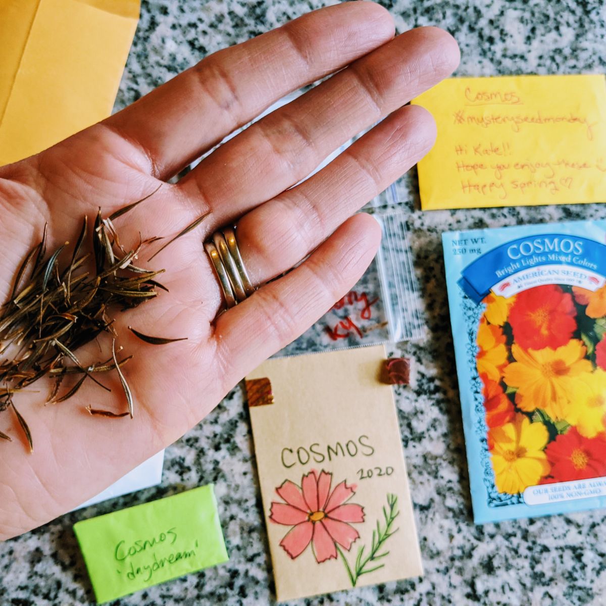 Holding a pinch of cosmo seeds above the seed packets